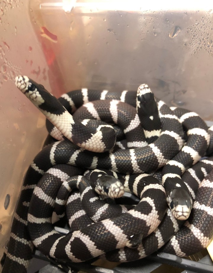 Victorville California Kingsnakes